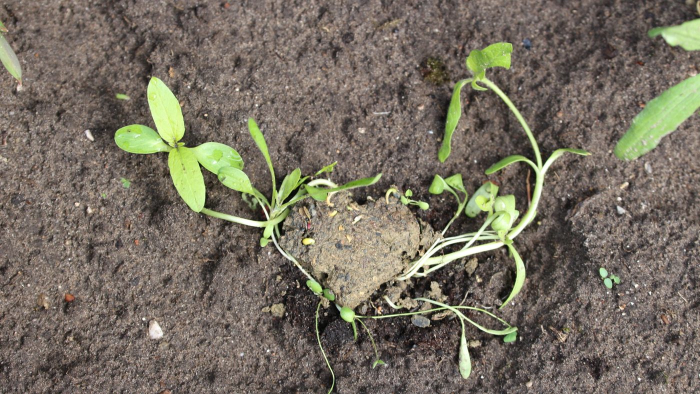 Young plants growing out of a dissolved seed bomb on bare soil