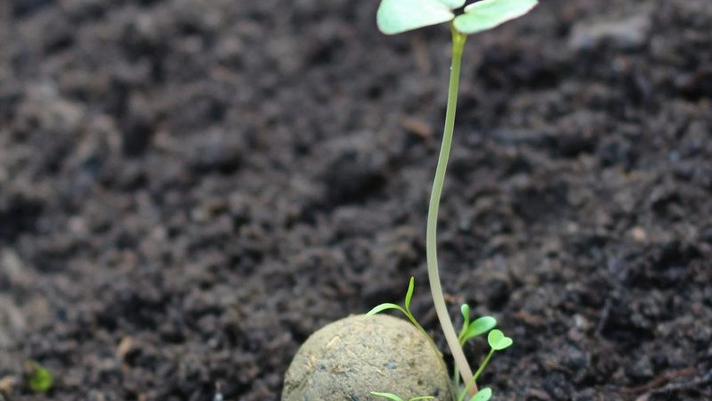 A young seedling growing out of a softened seed bomb on cold, dark soil