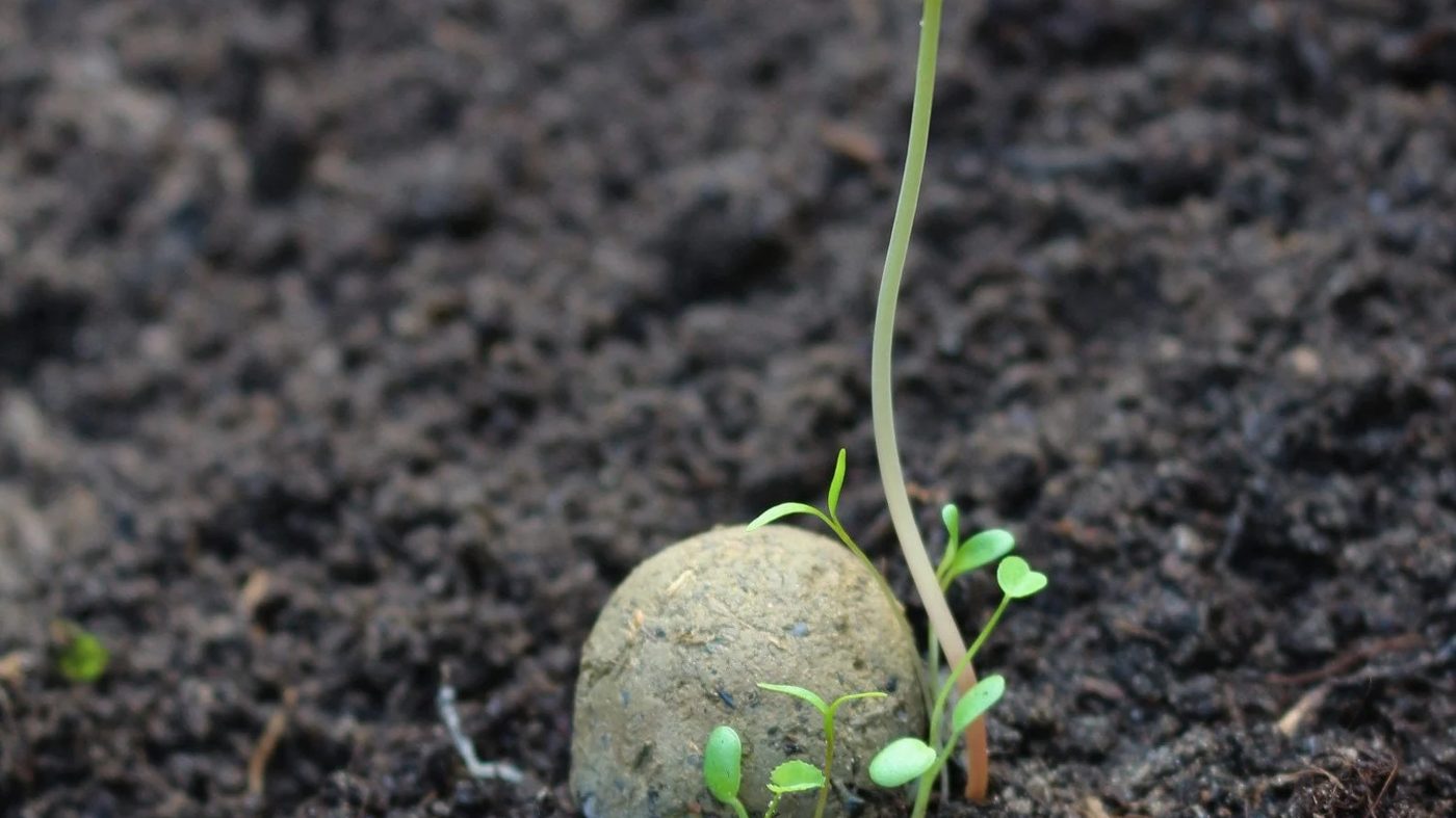 A softened seed bomb on dark soil with a young seedling growing out of it