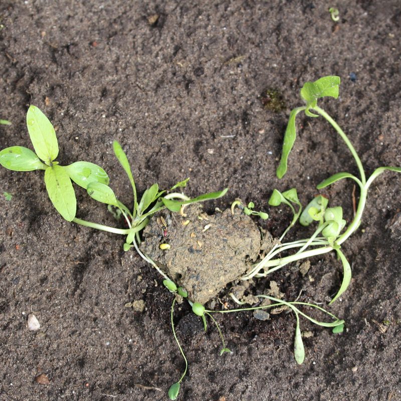 Several young plants growing from a dissolved seed bomb