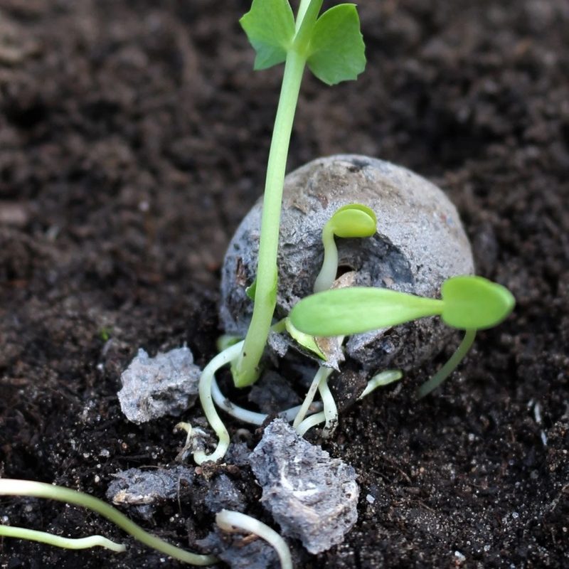 A seedling breaks out of a seed bomb