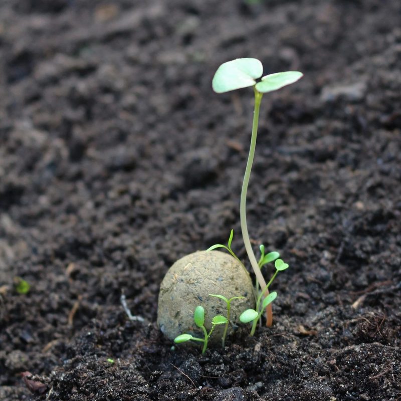 Young seedling next to what is left of the ball